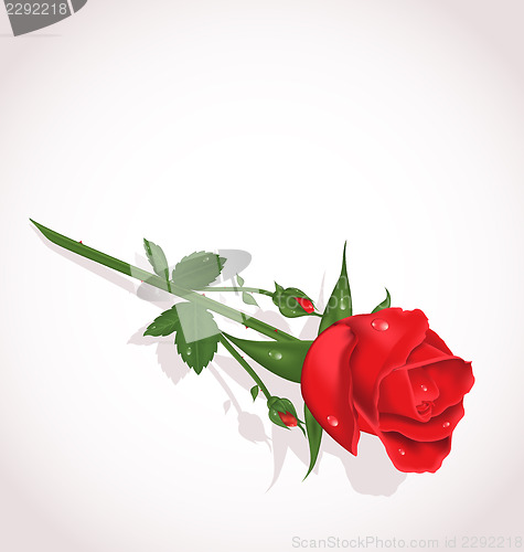 Image of Elegant rose for design your greeting card