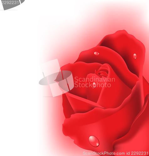 Image of Red rose for design your celebration card