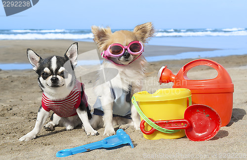 Image of chihuahuas on the beach