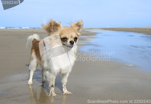 Image of chihuahua on the beach