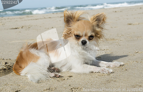 Image of chihuahua on the beach