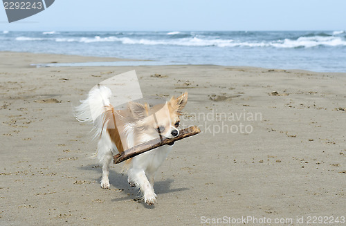 Image of chihuahua on the beach