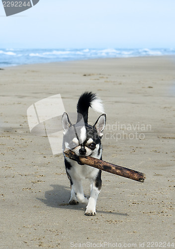 Image of chihuahua on the beach