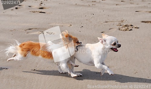 Image of fighting chihuahuas on the beach