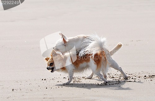 Image of fighting chihuahuas on the beach
