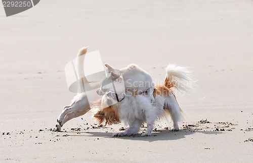 Image of fighting chihuahuas on the beach