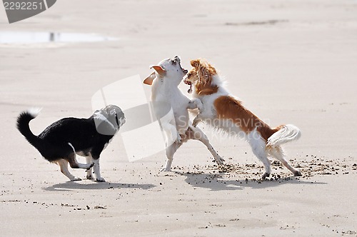 Image of fighting chihuahuas on the beach