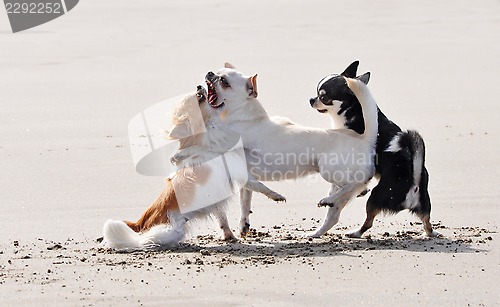 Image of fighting chihuahuas on the beach