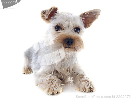 Image of yorkshire terrier