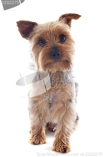 Image of yorkshire terrier