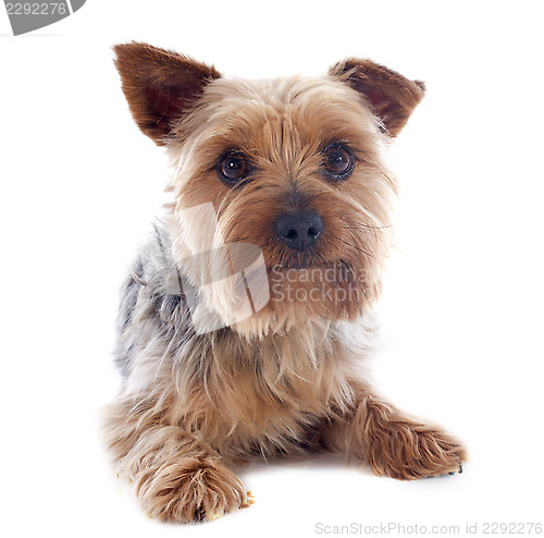 Image of yorkshire terrier