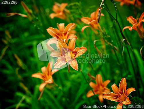 Image of Orange Lily