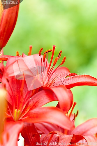 Image of red lilly flowers with water drops 