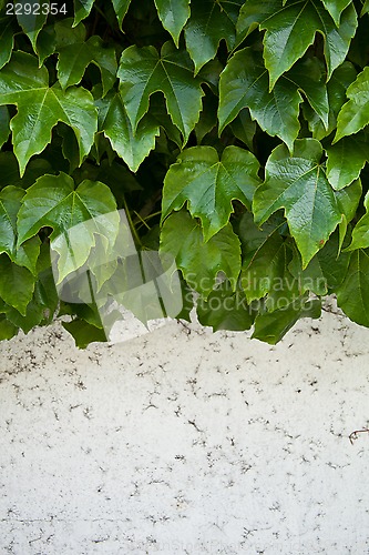 Image of ivy growing on old wall 
