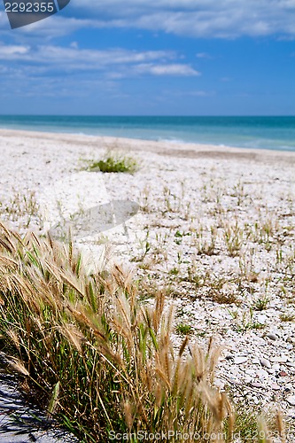 Image of beach of Adriatic Sea, Italy