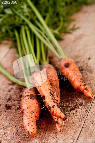 Image of fresh carrots bunch 