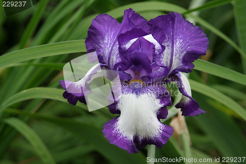 Image of Blue and white iris