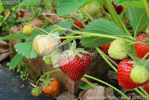 Image of Branch of strawberries