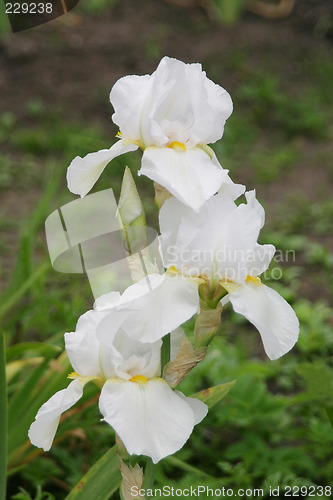 Image of Three white iris flowers