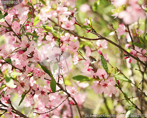 Image of spring sakura