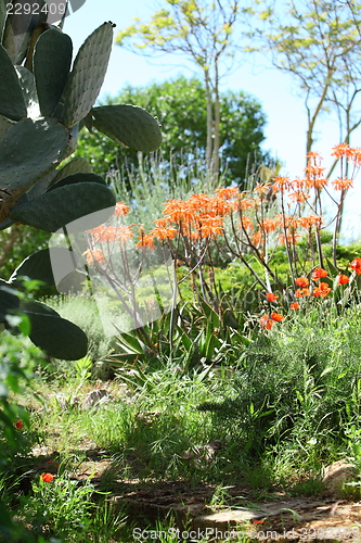 Image of Beautiful garden