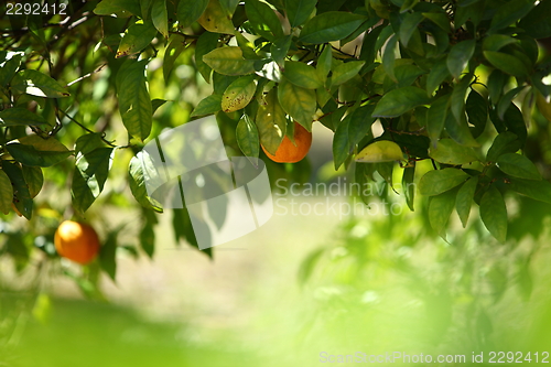 Image of Orange tree