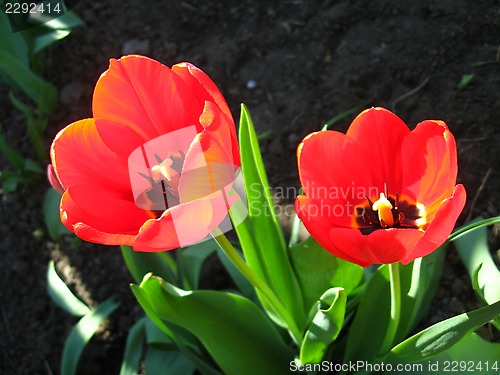 Image of two red tulips on the flower-bed