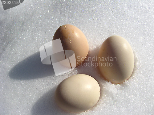 Image of eggs of hen lying on the snow