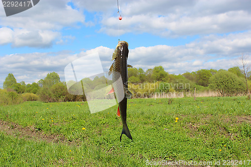 Image of Beautiful caught chub