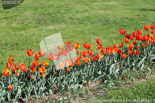 Image of orange tulips on the flower-bed