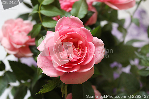 Image of a beautiful flower of red rose