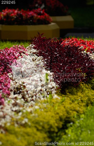 Image of flowerbed