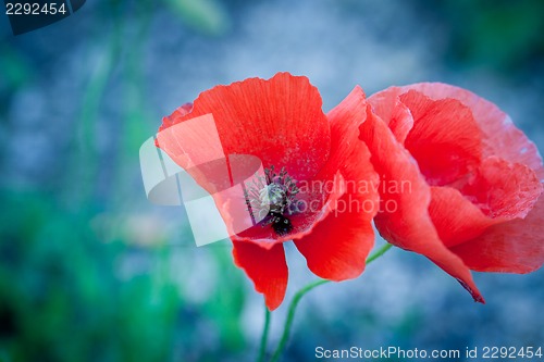 Image of beautiful red poppy poppies in green and blue closeup