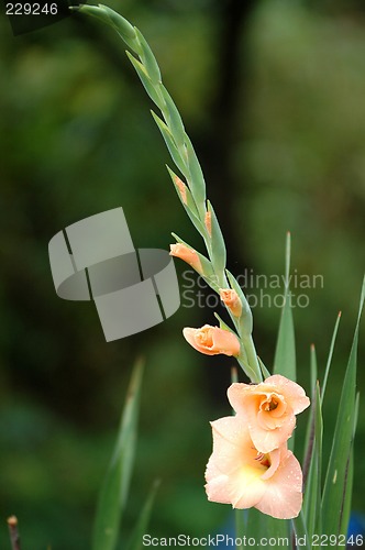 Image of blooming gladiolus