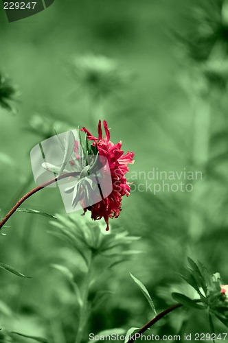 Image of purple chrysanthemum