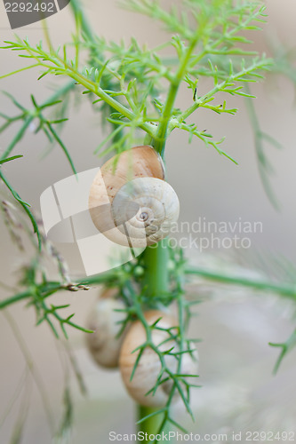 Image of brown snail sitting on geen tree macro closeup