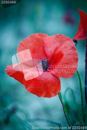 Image of beautiful red poppy poppies in green and blue closeup