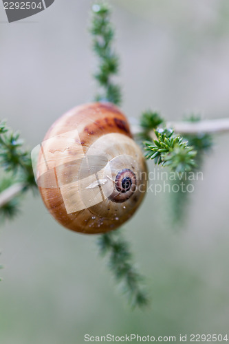 Image of brown snail sitting on geen tree macro closeup