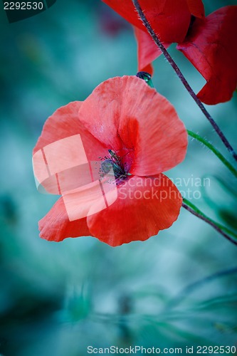 Image of beautiful red poppy poppies in green and blue closeup