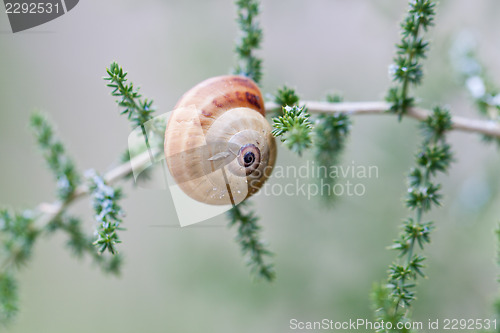 Image of brown snail sitting on geen tree macro closeup