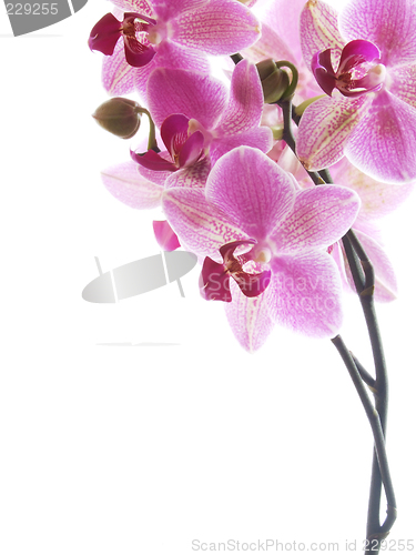 Image of Pink orchid