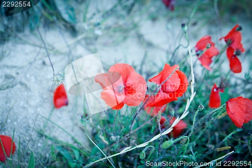 Image of beautiful red poppy poppies in green and blue closeup