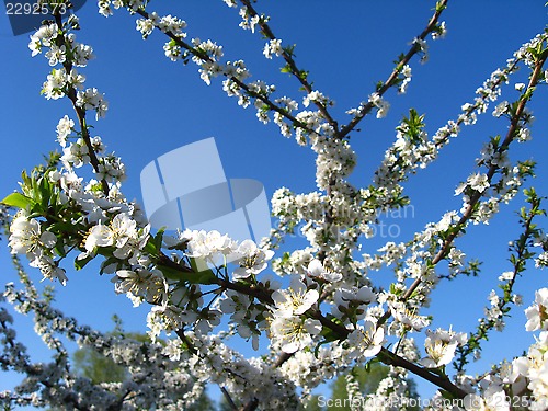Image of branch of blossoming cherry