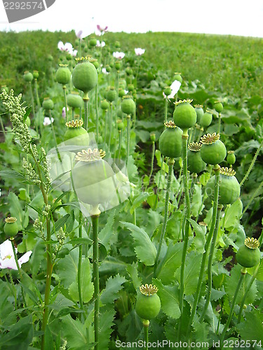 Image of green heads of the poppy