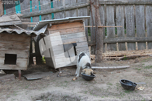 Image of dog on a chain eating near the kennel