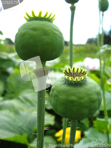 Image of green heads of the poppy