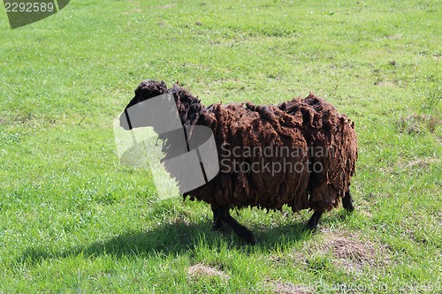 Image of Sheep grazing on a grass