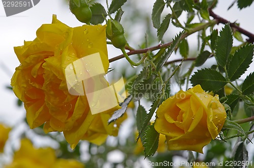 Image of Rose with rain drops