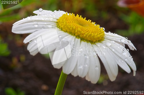Image of Flower after rain