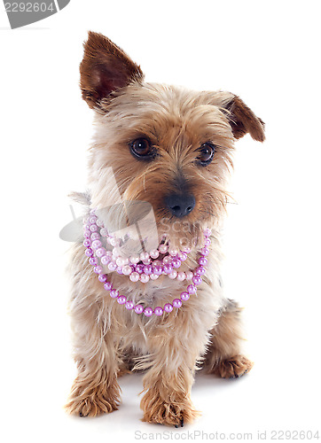Image of yorkshire terrier and collar